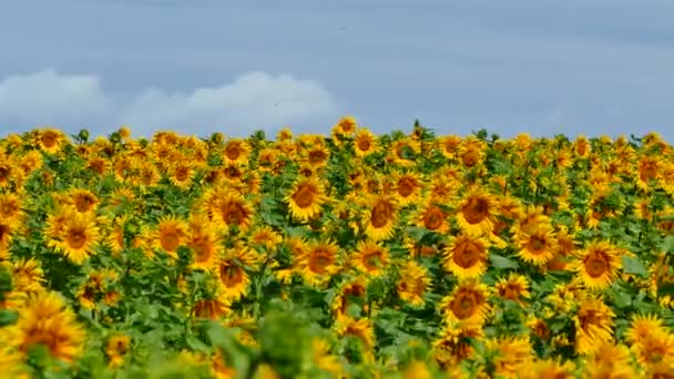 Güzel ayçiçeği sahada büyümek. Bir sürü sarı büyük çiçek ufukta ve mavi gökyüzü. — Stok video