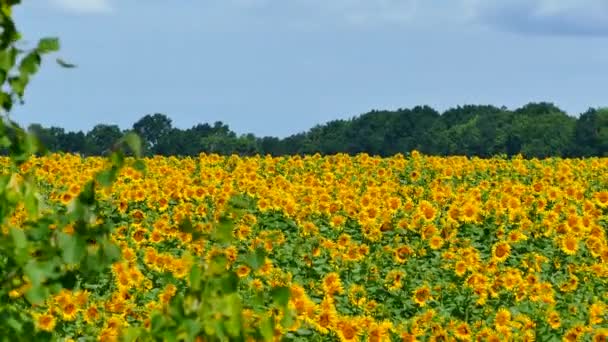 Prachtige zonnebloemen groeien op het veld. Een heleboel gele grote bloemen aan de horizon en tegen de blauwe hemel. — Stockvideo