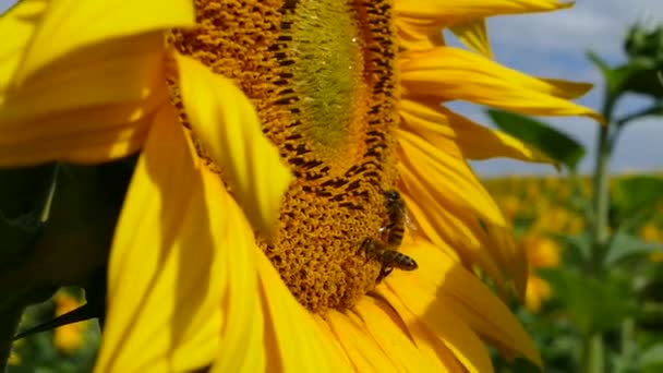Les abeilles recueillent le pollen des fleurs du tournesol. Miel de tournesol .