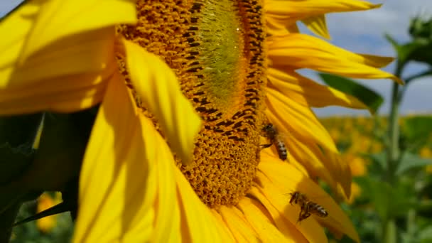 Méhek pollen összegyűjti a virágokat, a napraforgó. Napraforgó méz. — Stock videók
