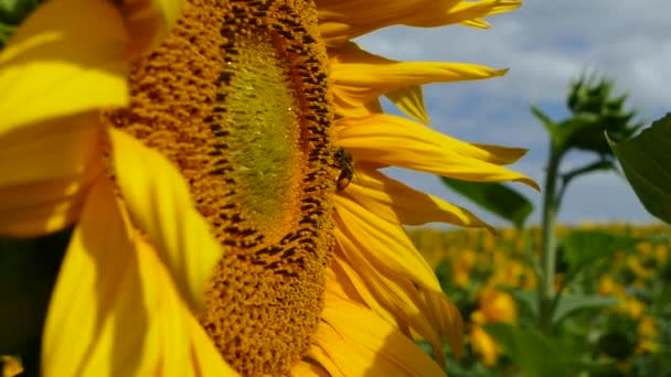 Las abejas recogen polen de las flores del girasol. Miel de girasol . — Vídeo de stock