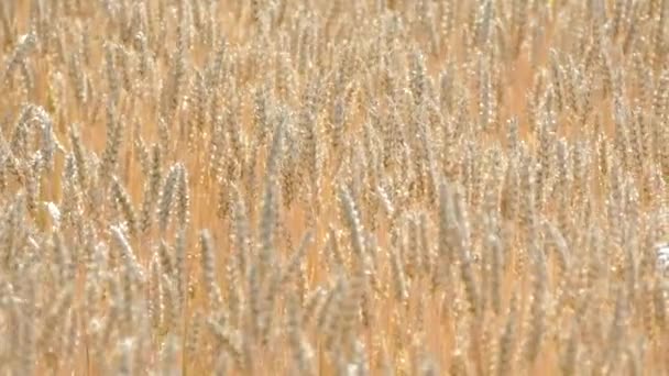 Ein großes Feld reifen Weizens. Getreideernte. der Bauernhof. — Stockvideo