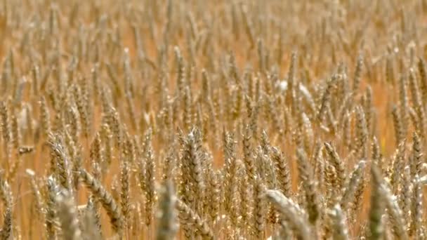 Ein großes Feld reifen Weizens. Getreideernte. der Bauernhof. — Stockvideo