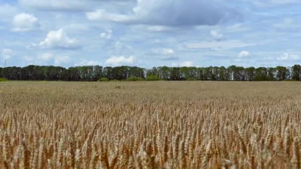 Ein großes Feld reifen Weizens. Getreideernte. der Bauernhof. — Stockvideo