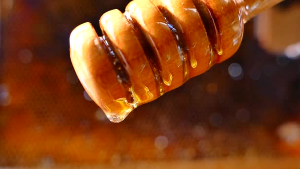 Μέλι Χύνεται Μια Κουτάλα Μελιού Ένα Ραβδί Φρέσκο Μέλι Απόξεση — Αρχείο Βίντεο