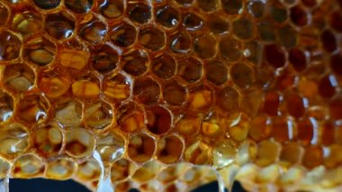 Petek bal akışı aşağı. Arka planda taze bal damlar.