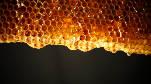 Honig Fließt Die Wabe Hinunter Frischer Honig Tropft Auf Den — Stockvideo