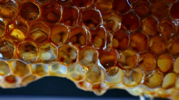 蜂蜜の流れは ハニカムをダウンします 背景に新鮮な蜂蜜しずく — ストック動画