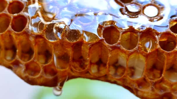 Honing Stromen Naar Beneden Honingraat Verse Honing Druppels Achtergrond — Stockvideo