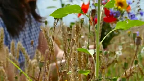 Mooi Meisje Verzamelt Wilde Bloemen Het Veld Een Veelkleurige Boeket — Stockvideo