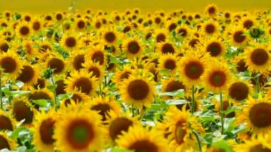 Güzel ayçiçeği sahada büyümek. Bir sürü sarı büyük çiçek ufukta ve mavi gökyüzü.