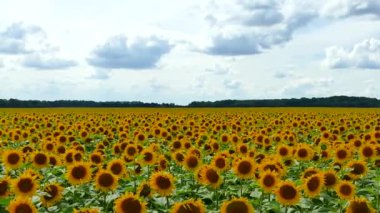 Güzel ayçiçeği sahada büyümek. Bir sürü sarı büyük çiçek ufukta ve mavi gökyüzü.