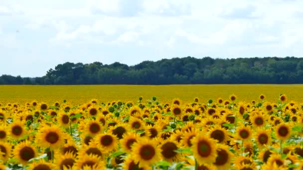 美丽的向日葵生长在田野上 在地平线上和蓝天上有很多黄色的大花 — 图库视频影像