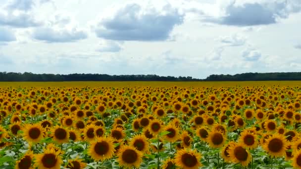 Auf Dem Feld Wachsen Wunderschöne Sonnenblumen Viele Gelbe Große Blumen — Stockvideo