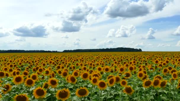 Prachtige Zonnebloemen Groeien Het Veld Een Heleboel Gele Grote Bloemen — Stockvideo