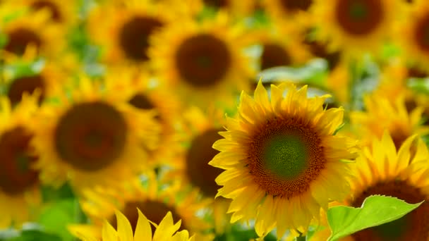 De beaux tournesols poussent sur le terrain. Beaucoup de grandes fleurs jaunes à l'horizon et contre le ciel bleu .