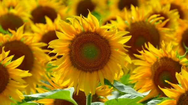 Vackra Solrosor Växer Fältet Massa Gula Stora Blommor Horisonten Och — Stockvideo