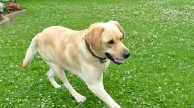Güzel bir köpek yeşil çim çimen çalışıyor. Sahibi beyaz köpek konturlar ve gözlerinin içine bakar.
