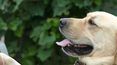 Güzel bir köpek yeşil çim çimen çalışıyor. Sahibi beyaz köpek konturlar ve gözlerinin içine bakar.