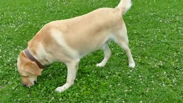 Ένα Πανέμορφο Σκυλί Τρέχει Κατά Μήκος Πράσινο Γρασίδι Ιδιοκτήτης Εγκεφαλικά — Αρχείο Βίντεο