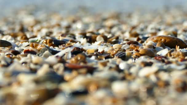 Beautiful Beach Small Seashells Delicate Sea Waves Splash Beach Seashells — Stock Video