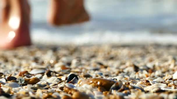 Praia Bonita Com Conchas Pequenas Uma Menina Está Descalça Andando — Vídeo de Stock