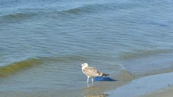 Великий Сірий Мартин Гуляє Вздовж Пляжу Вранці Морська Пташка Гуляє — стокове відео