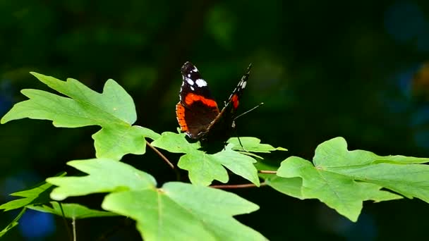 Prachtige Vlinder Zit Groene Bladeren Van Een Boomtak Vlinder Vleugels — Stockvideo