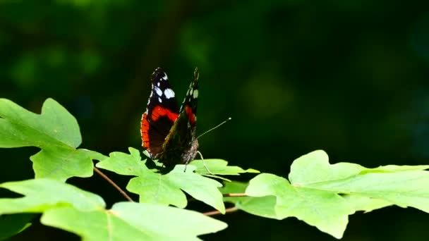 Hermosa Mariposa Sienta Las Hojas Verdes Una Rama Árbol Mariposa — Vídeo de stock