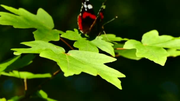 Prachtige Vlinder Zit Groene Bladeren Van Een Boomtak Vlinder Vleugels — Stockvideo