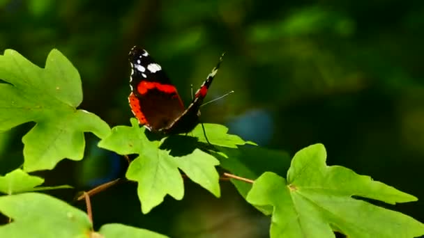 Krásný Motýl Sedí Zelených Listech Větve Stromu Motýl Křídla Jeho — Stock video