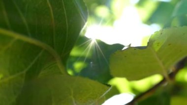 Güneş ışınları ağaçların yeşil yapraklarının arasından geçer. Yeşil yapraklı canlı doku ve kırılan güneş ışınları.