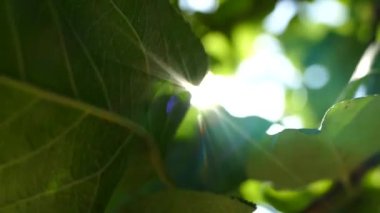 Güneşin ışınları ağacın dallarındaki yeşil yaprakların arasından parlıyor..