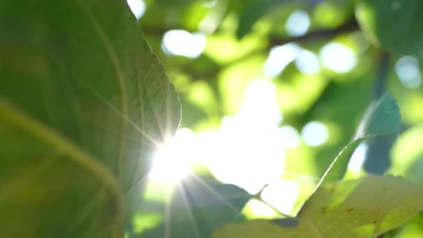 Промені сонця проходять через зелене листя дерев. Жива текстура з зеленим листям і розбиттям сонячних променів . — стокове відео