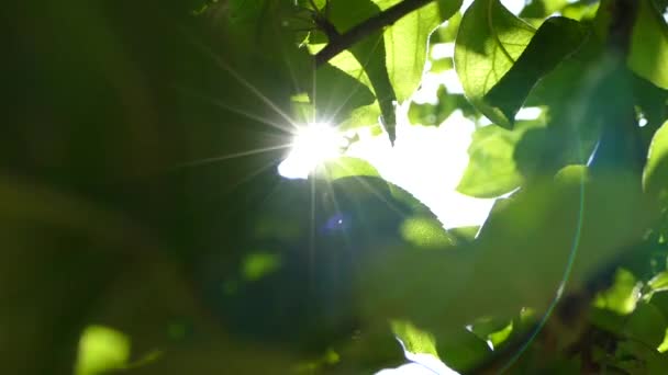 Die Sonnenstrahlen bahnen sich ihren Weg durch die grünen Blätter der Bäume. Live Textur mit grünen Blättern und brechenden Sonnenstrahlen. — Stockvideo