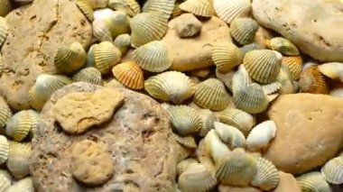 Deniz kabukları ve taşların video dokuları. Birçok deniz kabuğu döner. Deniz dibi.