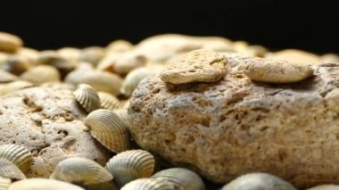 Deniz kabukları ve taşların video dokuları. Birçok deniz kabuğu döner. Deniz dibi.