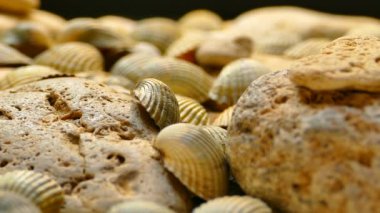 Deniz kabukları ve taşların video dokuları. Birçok deniz kabuğu döner. Deniz dibi.