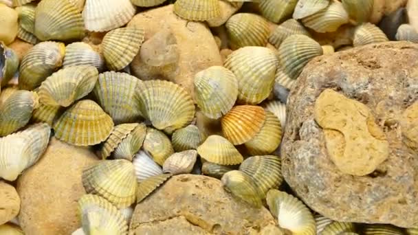 Video Texture Sea Shells Stones Many Sea Shells Spin Sea — Stock Video