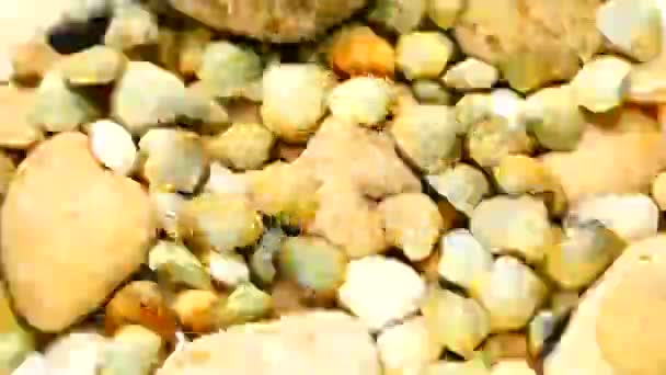 Βίντεο Υφή Από Όστρακα Και Πέτρες Πολλά Κοχύλια Περιστρέφονται Πάτος — Αρχείο Βίντεο