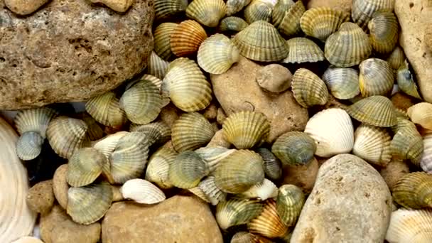 Video Texture Sea Shells Stones Many Sea Shells Spin Sea — Stock Video