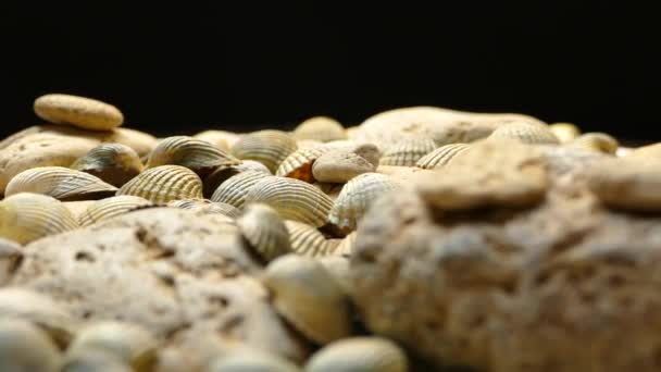 Vídeo Textura Conchas Piedras Marinas Muchas Conchas Marinas Giran Fondo — Vídeo de stock