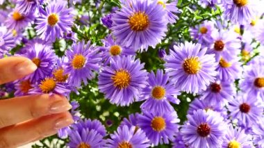 Alan mavi güzel çiçekler güneş ışınları tarafından aydınlatılmış bir buket. Kızın elini çiçekler vuruş.