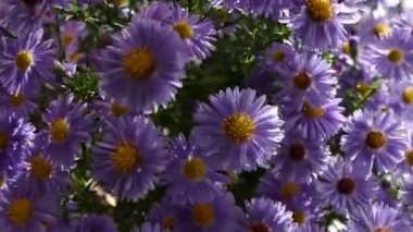 Kız masanın üzerine bir vazo mavi güzel çiçek bir buket koyar..