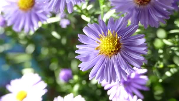 太陽の光に照らされた美しい花フィールド ブルーの花束 — ストック動画