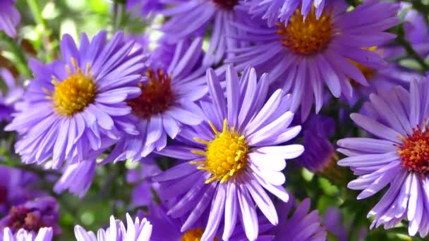 Bukett Fältet Blått Vackra Blommor Upplyst Solens Strålar — Stockvideo
