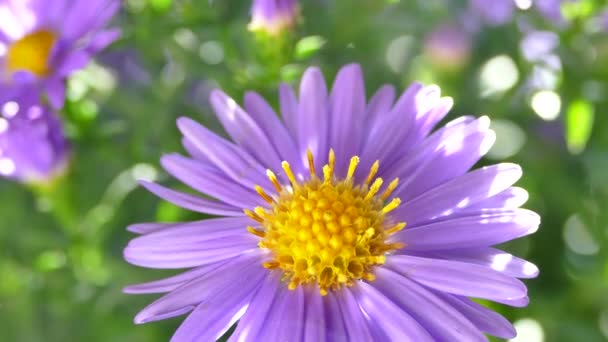 Buquê Campo Azul Belas Flores Iluminadas Pelos Raios Sol — Vídeo de Stock