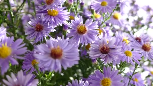 Egy Csokor Mező Kék Szép Virágok Megvilágított Nap Sugarai — Stock videók