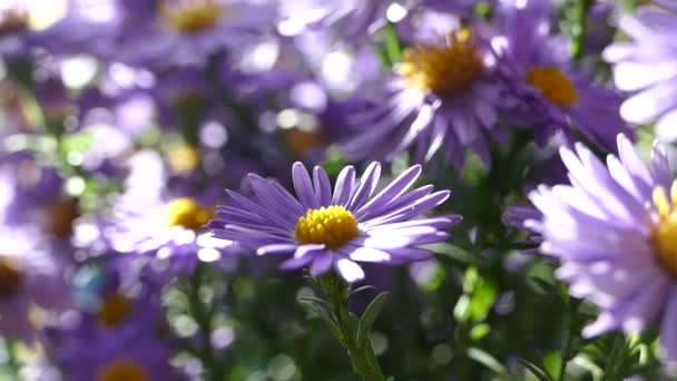 Ein Strauß Feldblauer Schöner Blumen Die Von Den Strahlen Der — Stockvideo