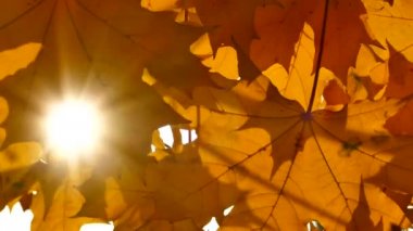 Sonbahar. Sarı akçaağaç rüzgarda sallayarak bırakır. Güneş ışınları ağacının yaprakları ile onların yol yapmak. Çiçek açan yeşillik. Güzel altın ve sıcak sonbahar.